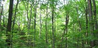 World Forest Day: Environmentalists say Nigeria’s forests, reduced to less than 25 %