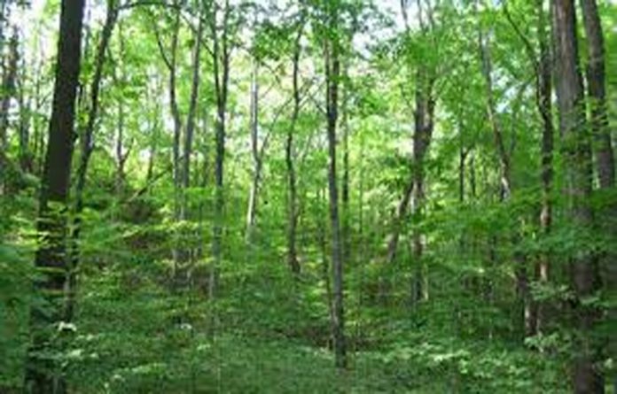 World Forest Day: Environmentalists say Nigeria’s forests, reduced to less than 25 %