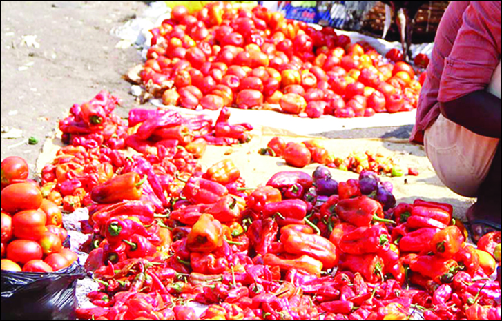 Cultivation of tomato will reduce unemployment, says agronomist