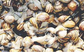Expert highlights how to manage snail farms against disease outbreak