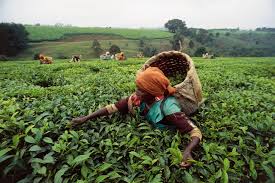 Kenya’s tea exports slump in January