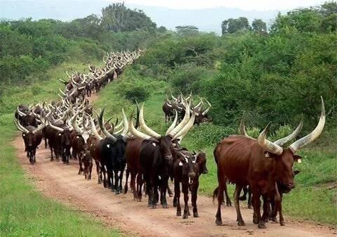 Ondo clamps down on Fulani cow herders