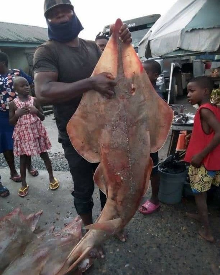 Mixed reactions as fisherman catches venomous fishes