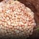 Thousands of eggs buried as poultry farmers lament egg glut in the country 