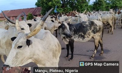 OPSH moves to end attacks in Plateau LGA, seizes over 1000 cattle 