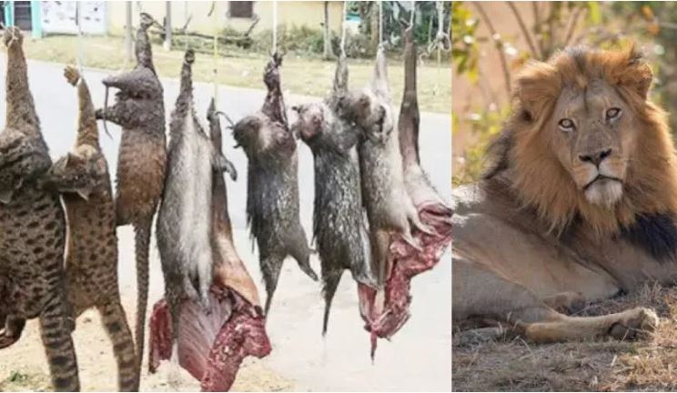 Reduce bushmeat consumption to protect West African lions — Organization tells Nigerians