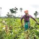 Farmers lament effect of climate change on output
