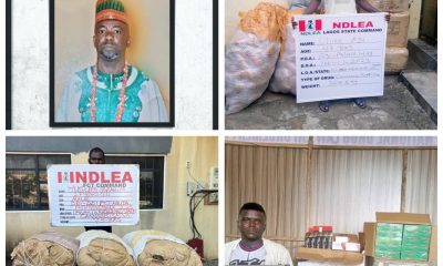 NDLEA during a raid of his hideout at Filin Dabo, Dei-Dei area of the FCT. Ibrahim Momoh was first arrested on 27th November, 2014 with cannabis sativa weighing