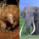 Guinean bags 2 years jail term for wildlife trafficking