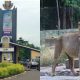 Lion mauls zookeeper to death at OAU