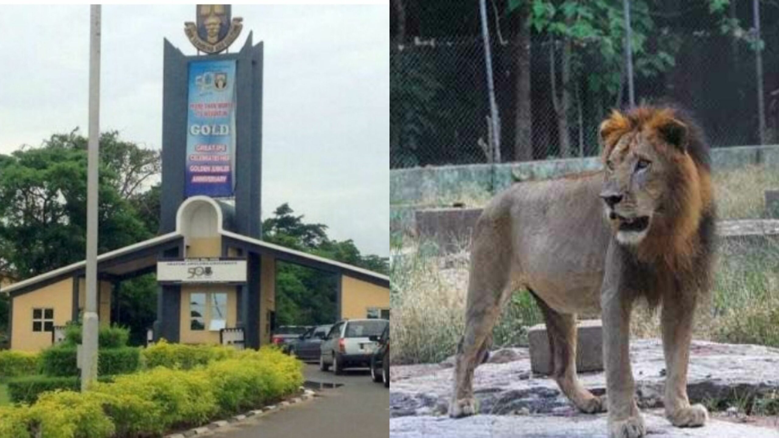 Lion mauls zookeeper to death at OAU