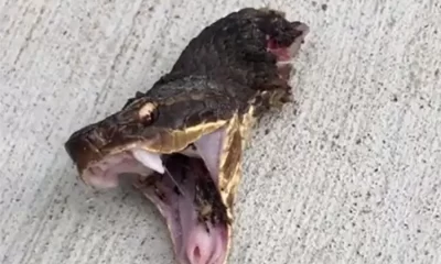 Decapitated snake head bites.  But how?