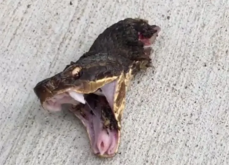 Decapitated snake head bites.  But how?