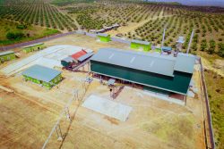  Norsworthy Farms establishes oil palm processing mill in Delta