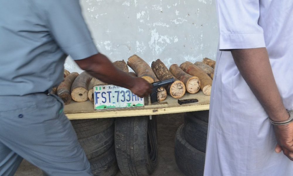 How Customs arrested Cameroonian with pistol, 52 elephant tusks in Cross River
