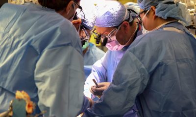 US Surgeons perform first pig to human kidney transplant