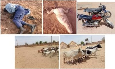 Army troops neutralize terrorists, recover arms, rustled cattle in Borno, Katsina