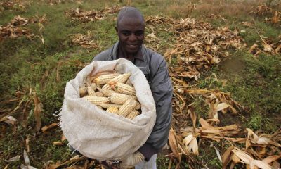 9 reasons why African farmers should reject GM crops