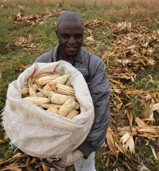 9 reasons why African farmers should reject GM crops
