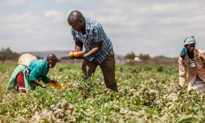 GMO crops will render Africa farmers more reliant on multinational corporations