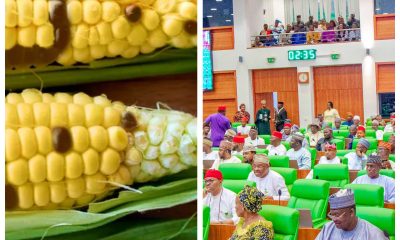 Reps probe GMO crops, order committee to assess health, environmental risks