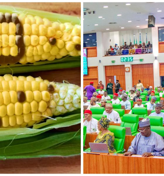 Reps probe GMO crops, order committee to assess health, environmental risks