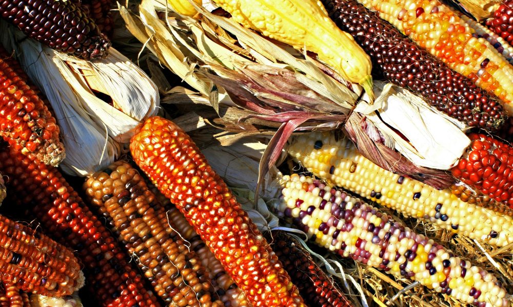 Group hails Mexico over ban on GMO corn, glyphosate weed killer