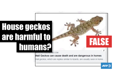 Wall geckos pose no threat to people, says expert