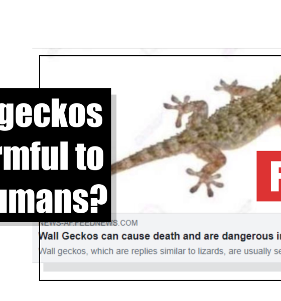 Wall geckos pose no threat to people, says expert