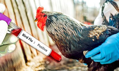 U.S. bankrolling creation of deadlier, more contagious bird flu strains