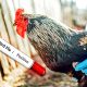 U.S. bankrolling creation of deadlier, more contagious bird flu strains