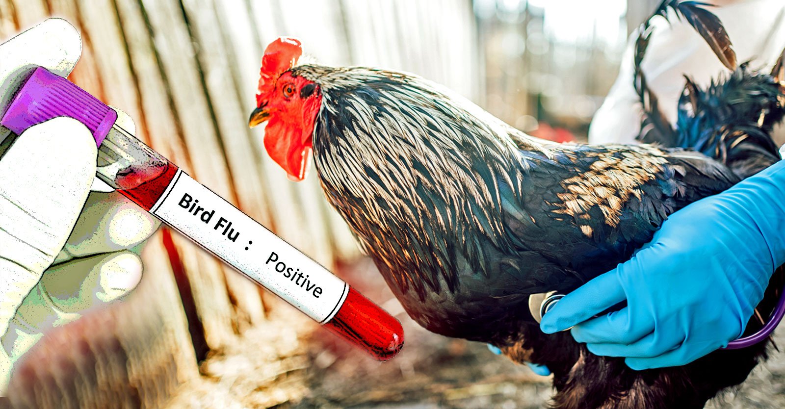 U.S. bankrolling creation of deadlier, more contagious bird flu strains