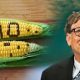 Protest intensifies against Bill Gates GMO food in Nigeria