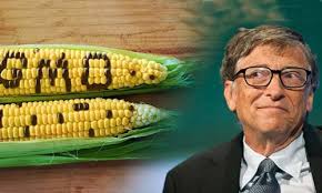 Protest intensifies against Bill Gates GMO food in Nigeria