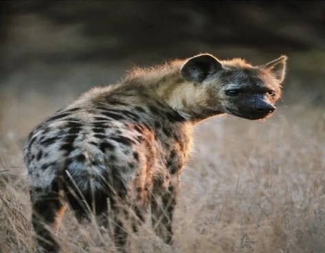 Residents urged to be vigilant, as hyena escape Jos Wildlife Park