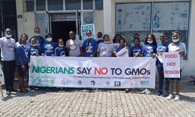 Group urges FG to ban GMO seeds amid allegations of foreign conspiracy