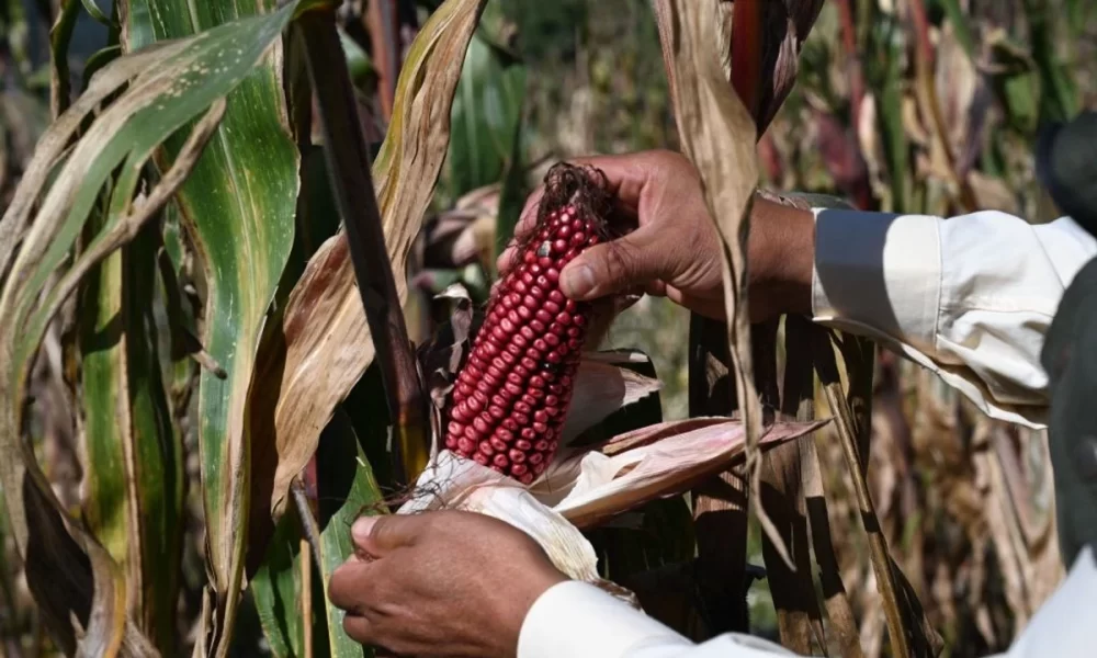 Why farmers must reject GMO seeds: Experts warn of potential risks