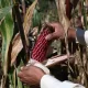 Why farmers must reject GMO seeds: Experts warn of potential risks