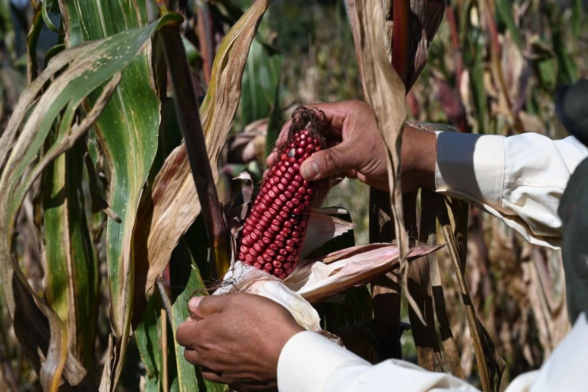 Why farmers must reject GMO seeds: Experts warn of potential risks