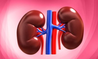 Kidney