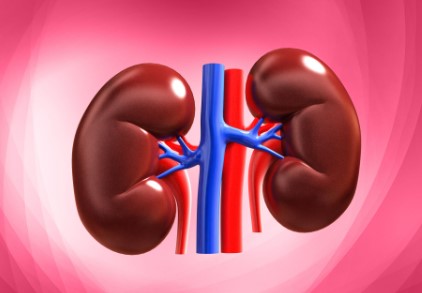 Kidney