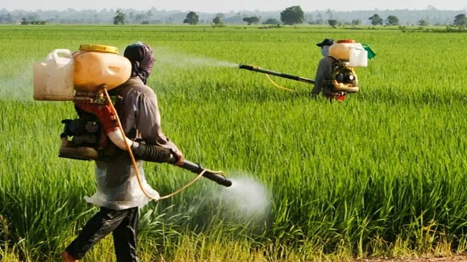 CEFSAR questions NAFDAC’s delay in banning toxic herbicide amid growing health concerns