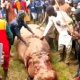 hippopotamus killed in kebbi