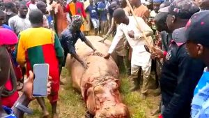 hippopotamus killed in kebbi