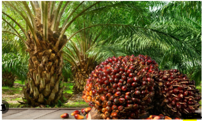 National Palm Produce Association of Nigeria (NPPAN)