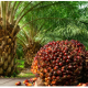 National Palm Produce Association of Nigeria (NPPAN)