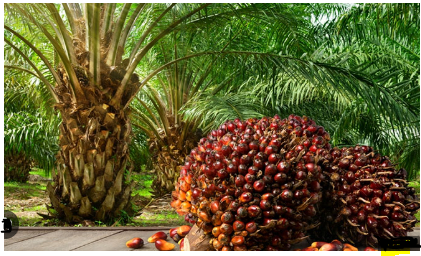 National Palm Produce Association of Nigeria (NPPAN)