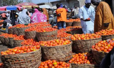 Tomatoes