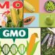 GMOs in Nigeria: A Bio-Weapon in Disguise?