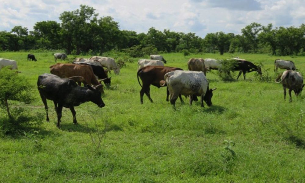 Oyo State cracks down on street trading, open grazing